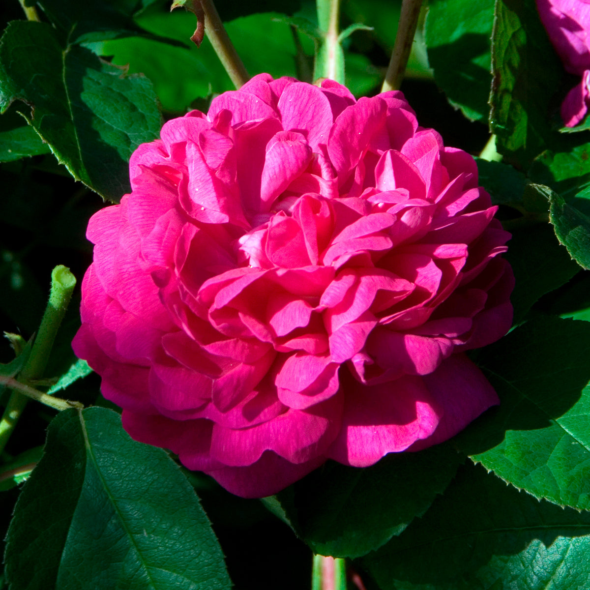 Rosiers - Rosier ancien Rose de Rescht - Rosa Rose de Rescht