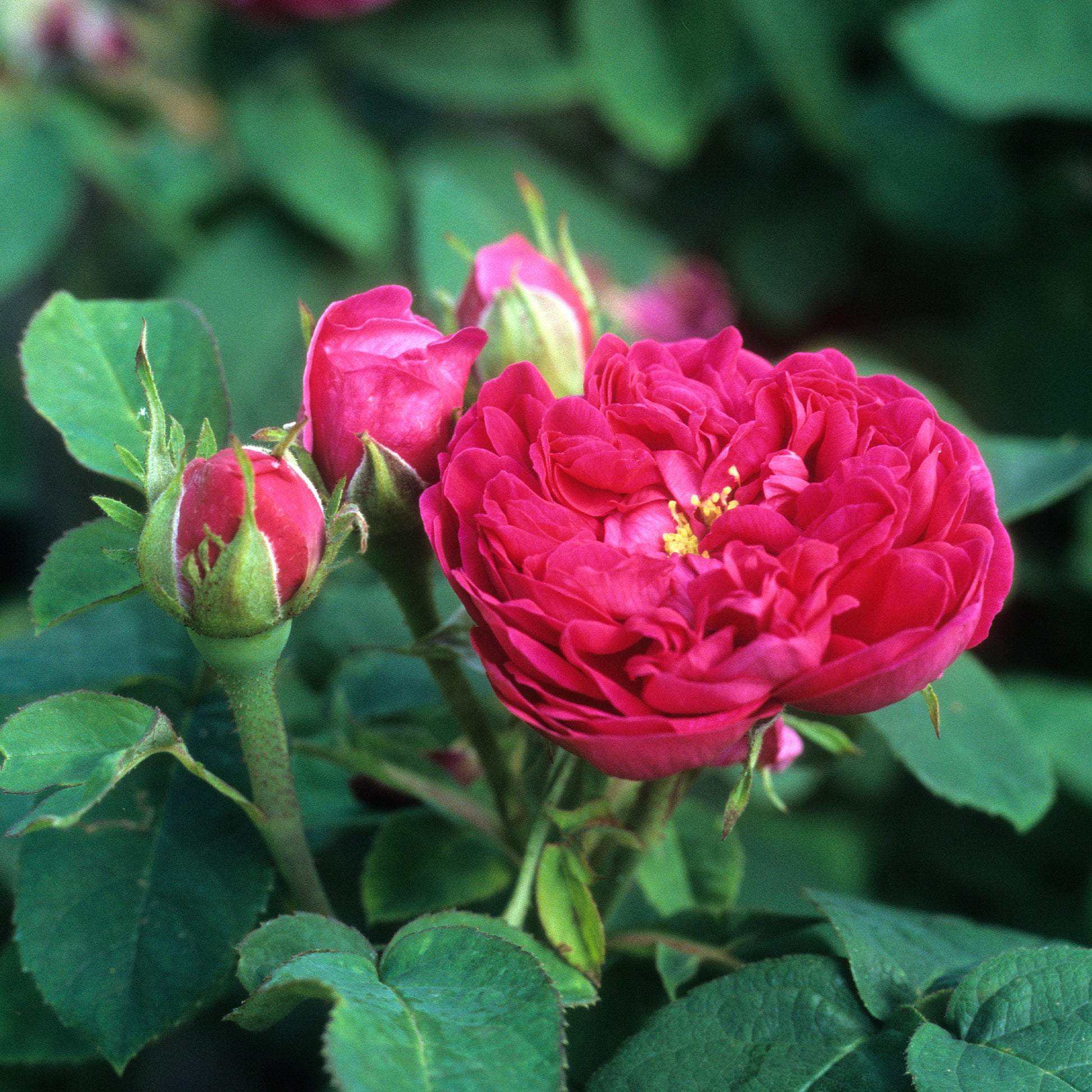 Rosier ancien Rose de Rescht - Bakker