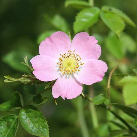 Eglantier odorant /  Rosa rubiginosa - Bakker