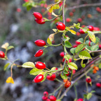 Eglantier odorant /  Rosa rubiginosa - Bakker