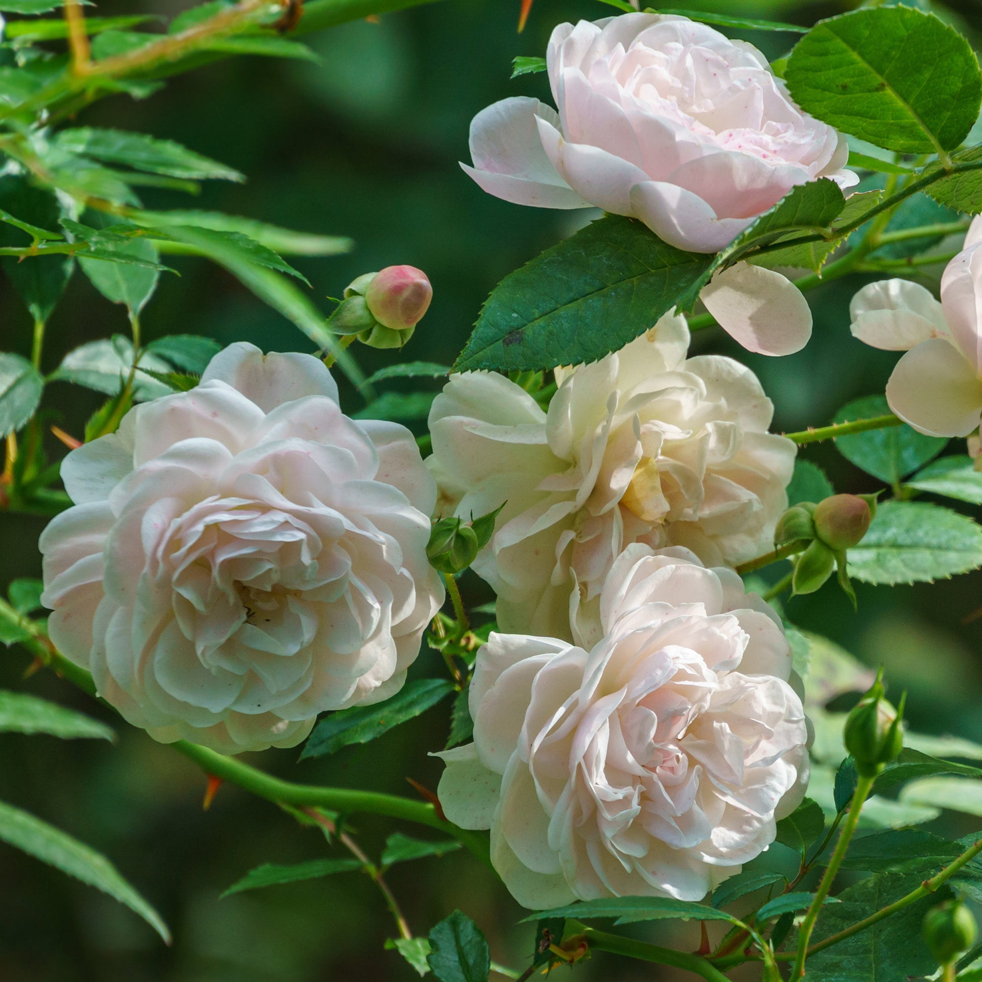 Rosier couvre-sol Sea Foam - Rosa Sea Foam - Bakker