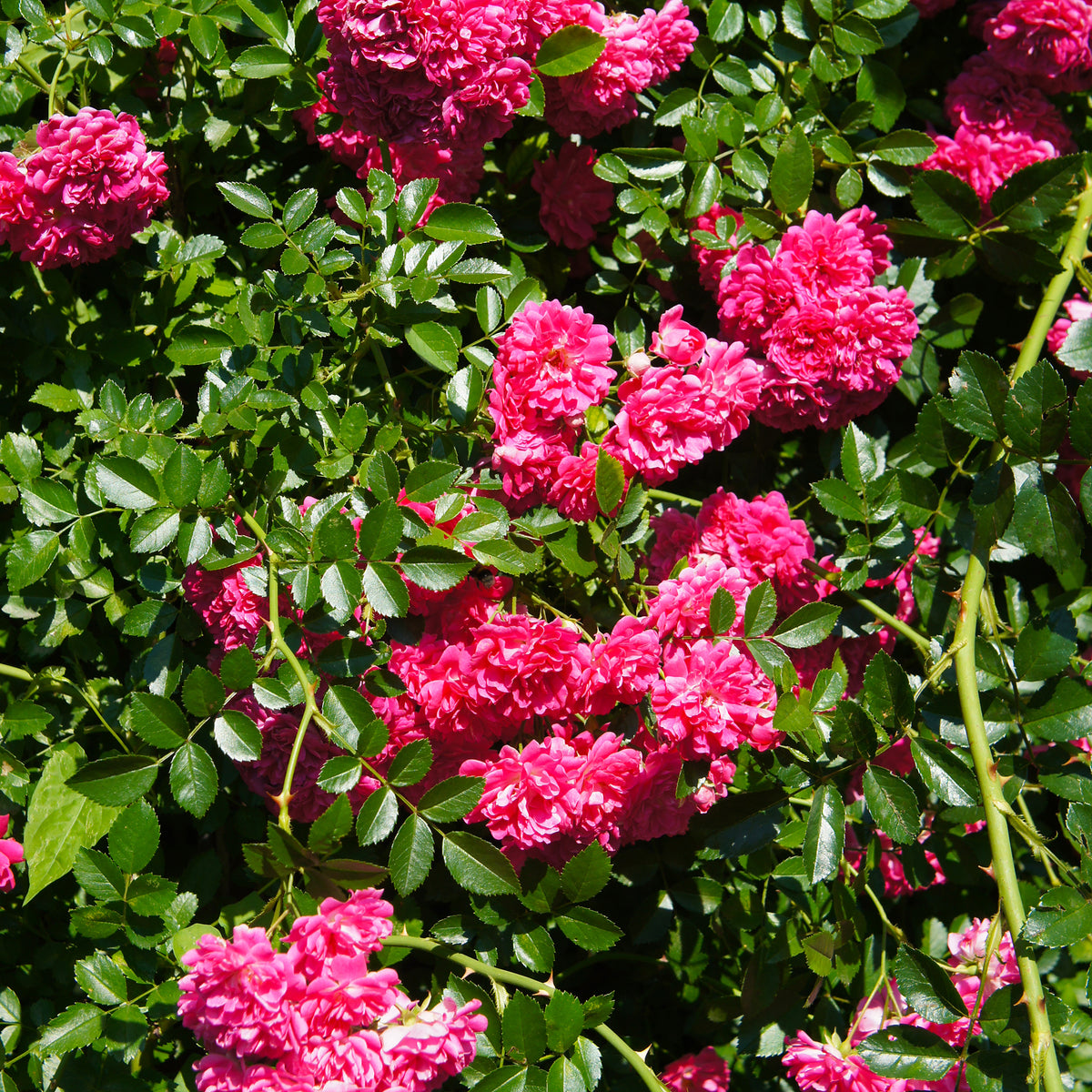 Rosiers parfumés - Rosier  Astrid Gräfin von Hardenberg ® - Rosa astrid gräfin von hardenberg ®
