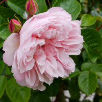 Rosier anglais grimpant The Generous Gardener® Ausdrawn - Rosa The Generous Gardener® Ausdrawn - Bakker