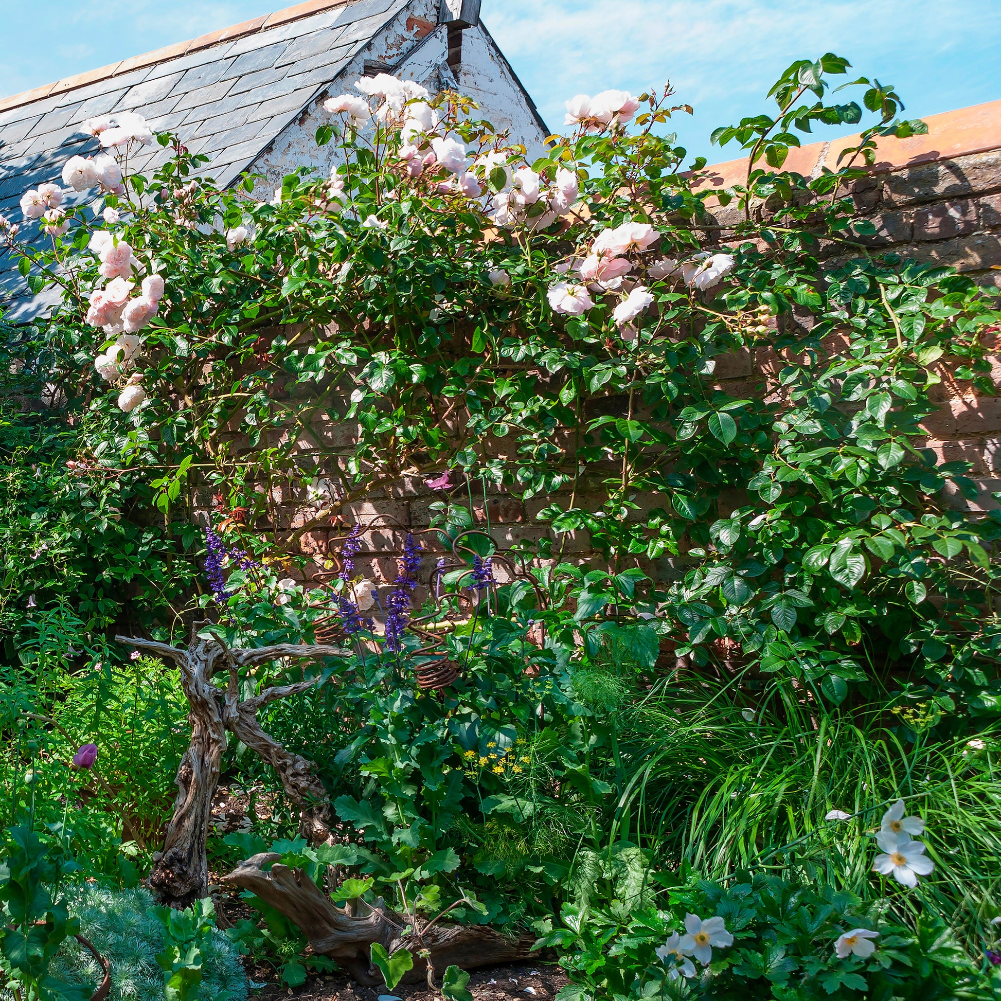 Rosier anglais grimpant The Generous Gardener® Ausdrawn - Rosa The Generous Gardener® Ausdrawn - Bakker