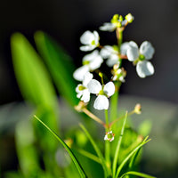 Sagittaria graminea - Sagittaire graminiforme - Plantes de berge