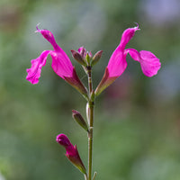 Sauge arbustive Cerro Potosi - Salvia microphylla Cerro Potosi - Bakker