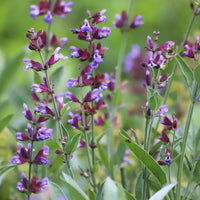 Sauge officinale - Salvia officinalis - Bakker