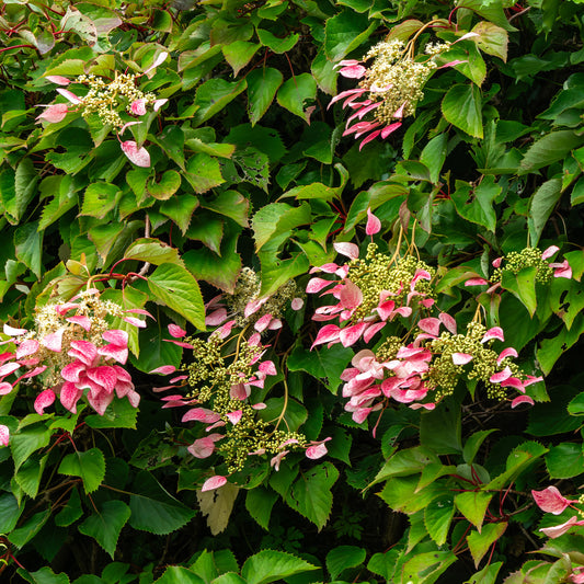 Hortensia grimpant du Japon Roseum - Schizophragma - Bakker