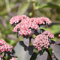 Sedum Sunsparkler® Cherry Tart  - Bakker