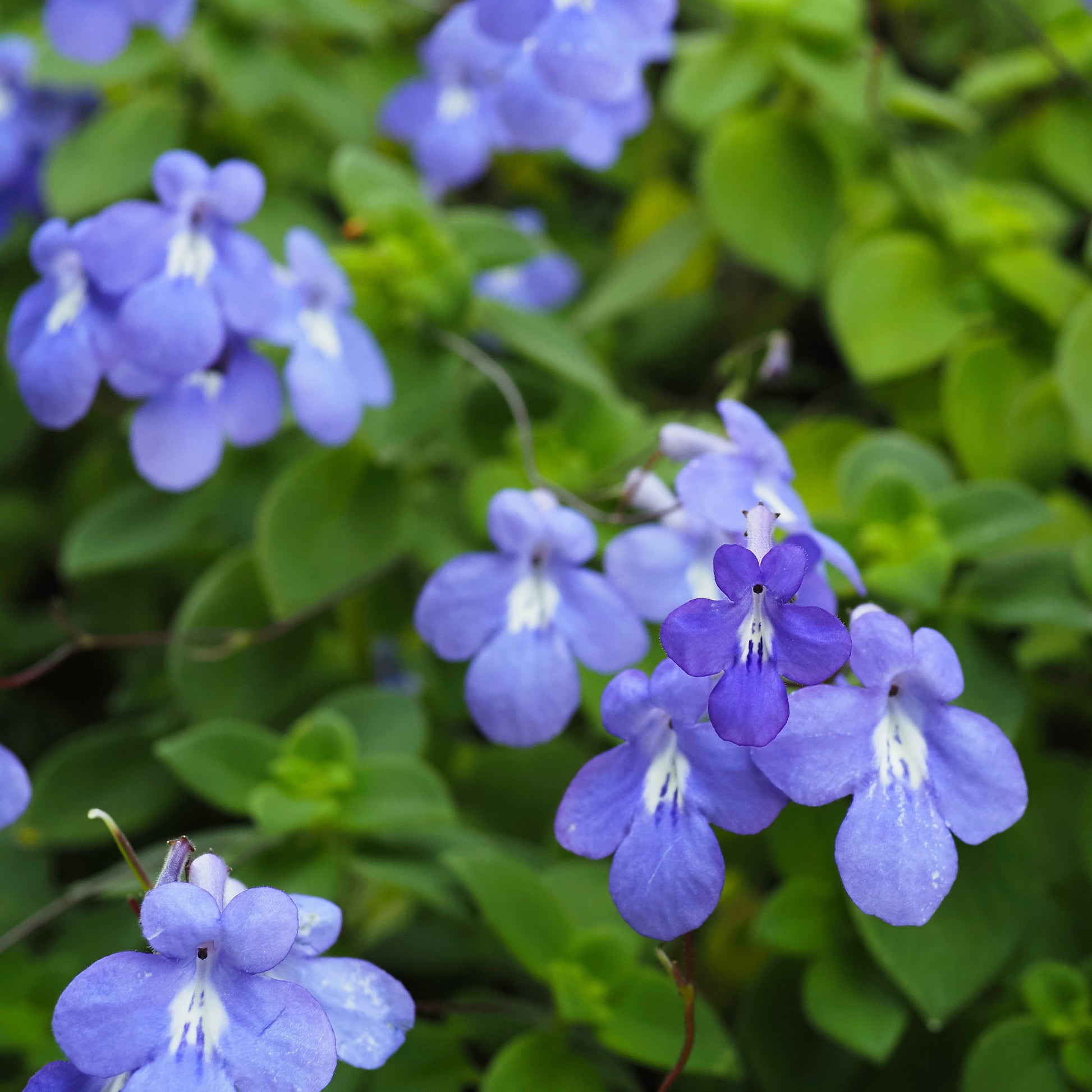 Primevère du Cap - Streptocarpus saxorum - Bakker