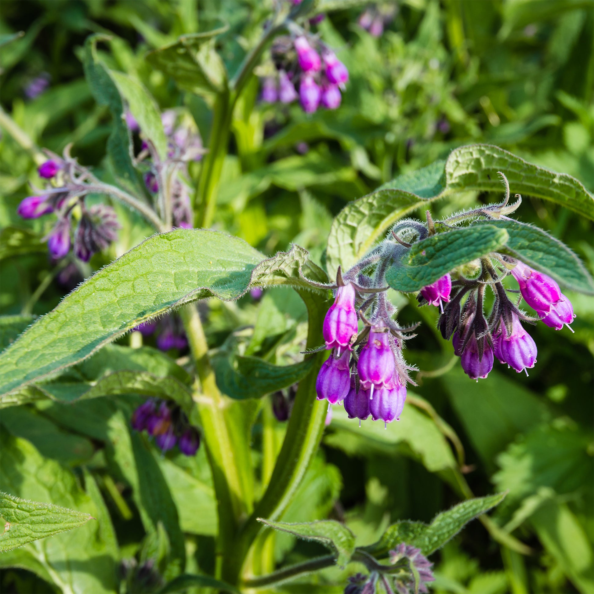 Consoude officinale - Symphytum officinale - Bakker