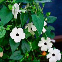 Suzanne aux yeux noirs à fleurs blanches - Thunbergia alata white - Bakker