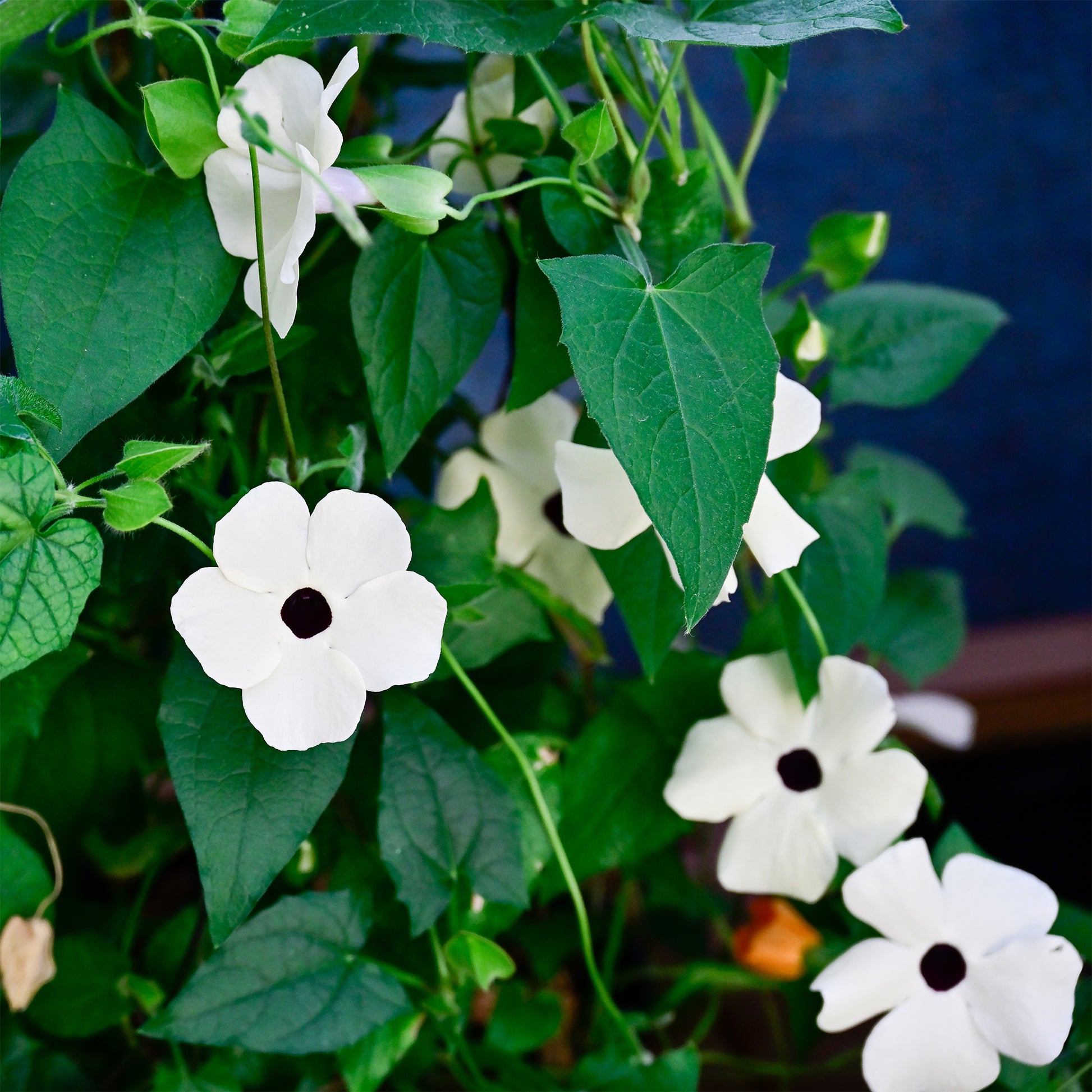 Suzanne aux yeux noirs à fleurs blanches - Thunbergia alata white - Bakker
