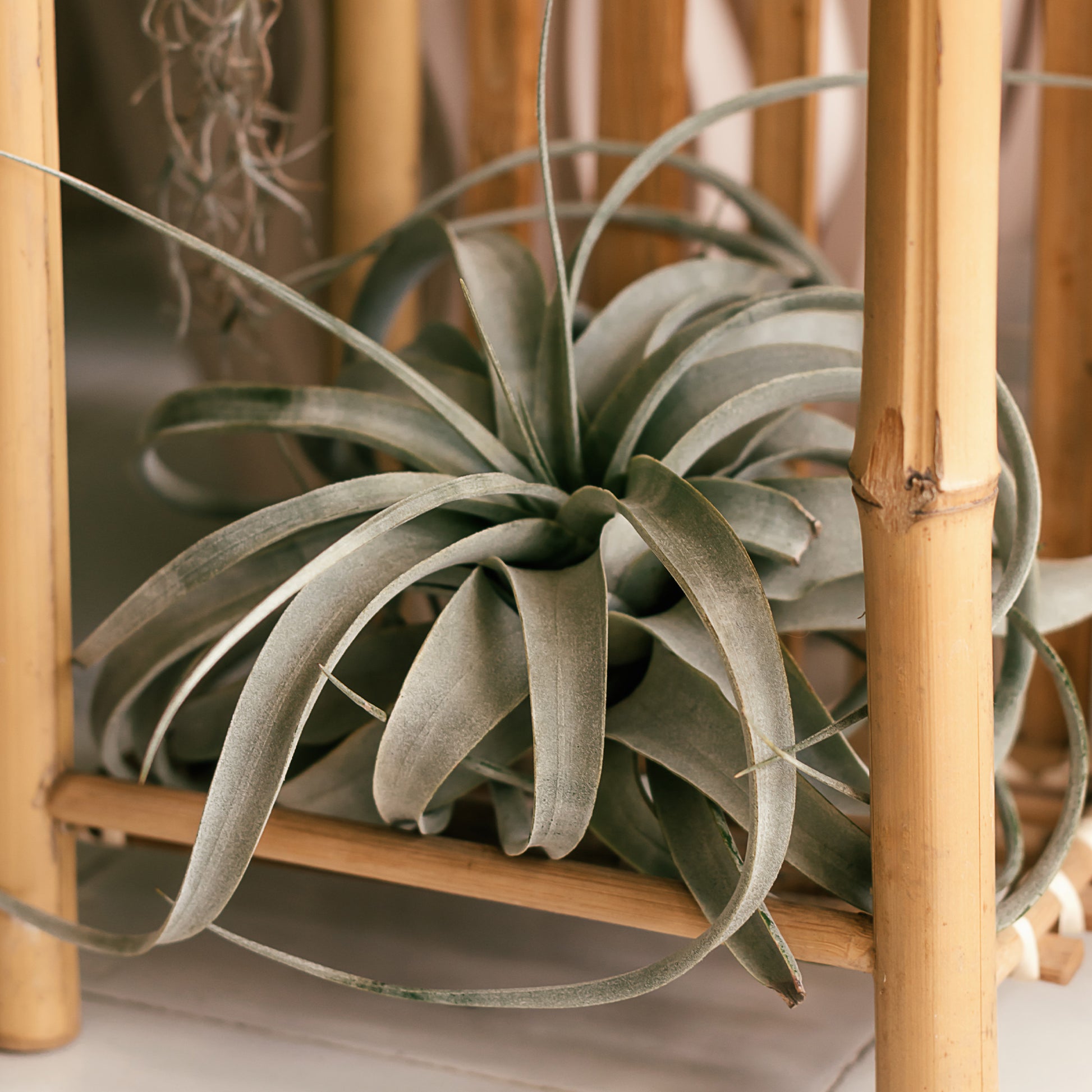 Tillandsia xerographica - Tillandsia xerographica - Bakker