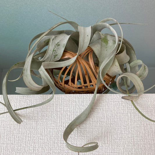 Tillandsia xerographica - Bakker