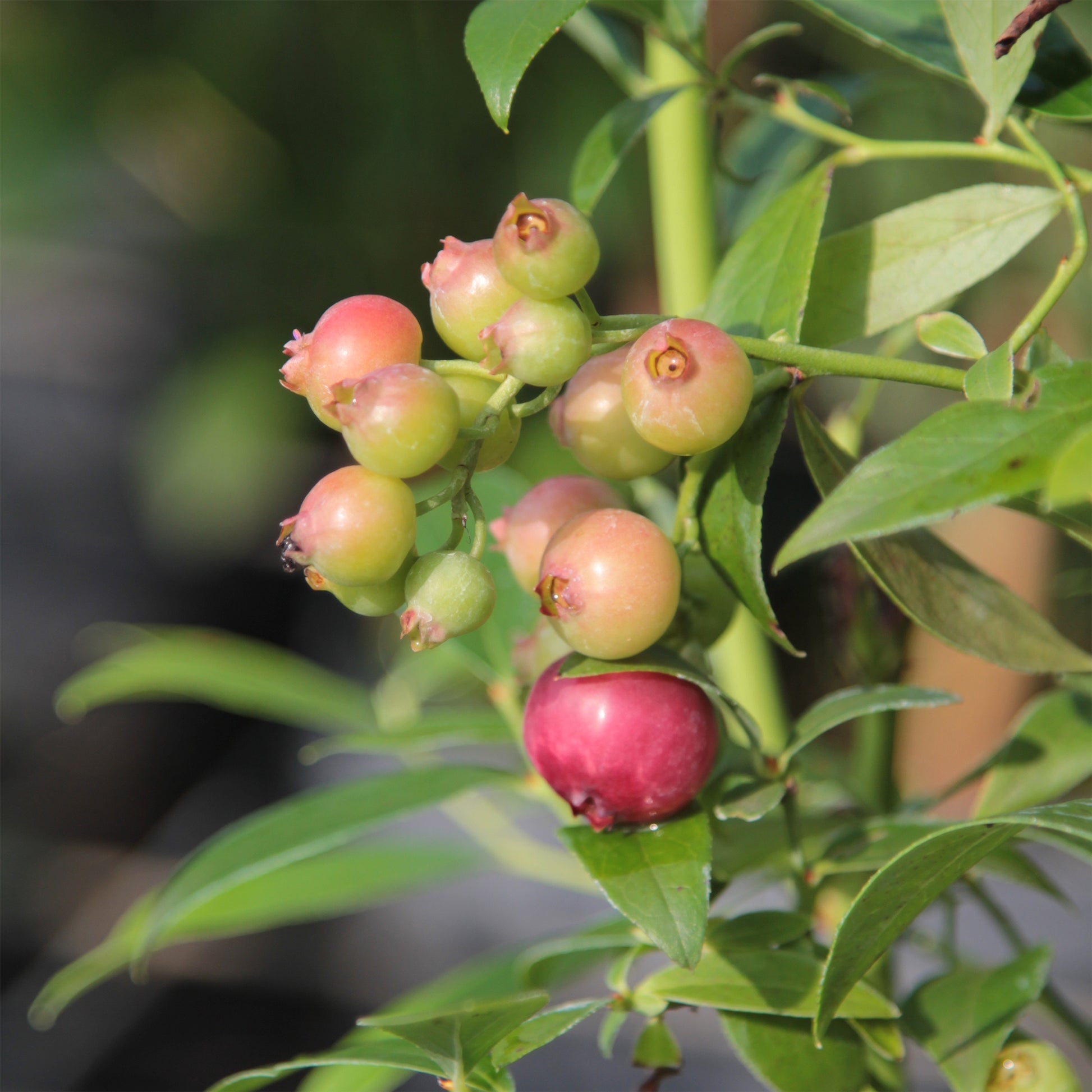 Myrtillier Pink Lemonade - Vaccinium x ashei Pink Lemonade - Bakker