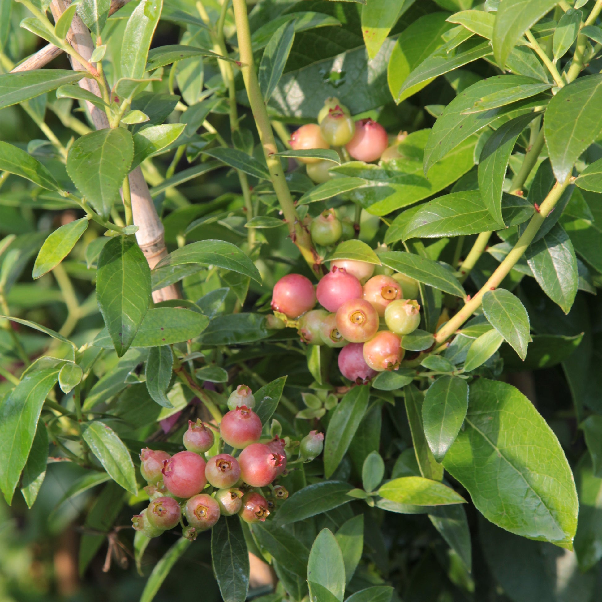 Myrtillier Pink Lemonade - Bakker