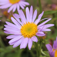 Vergerette Lavender Lady - Erigeron - Bakker