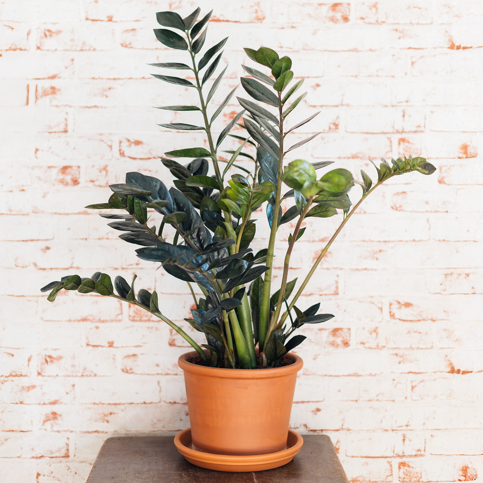Zamioculcas zamiifolia Raven - Zamioculcas Raven - Zamioculcas