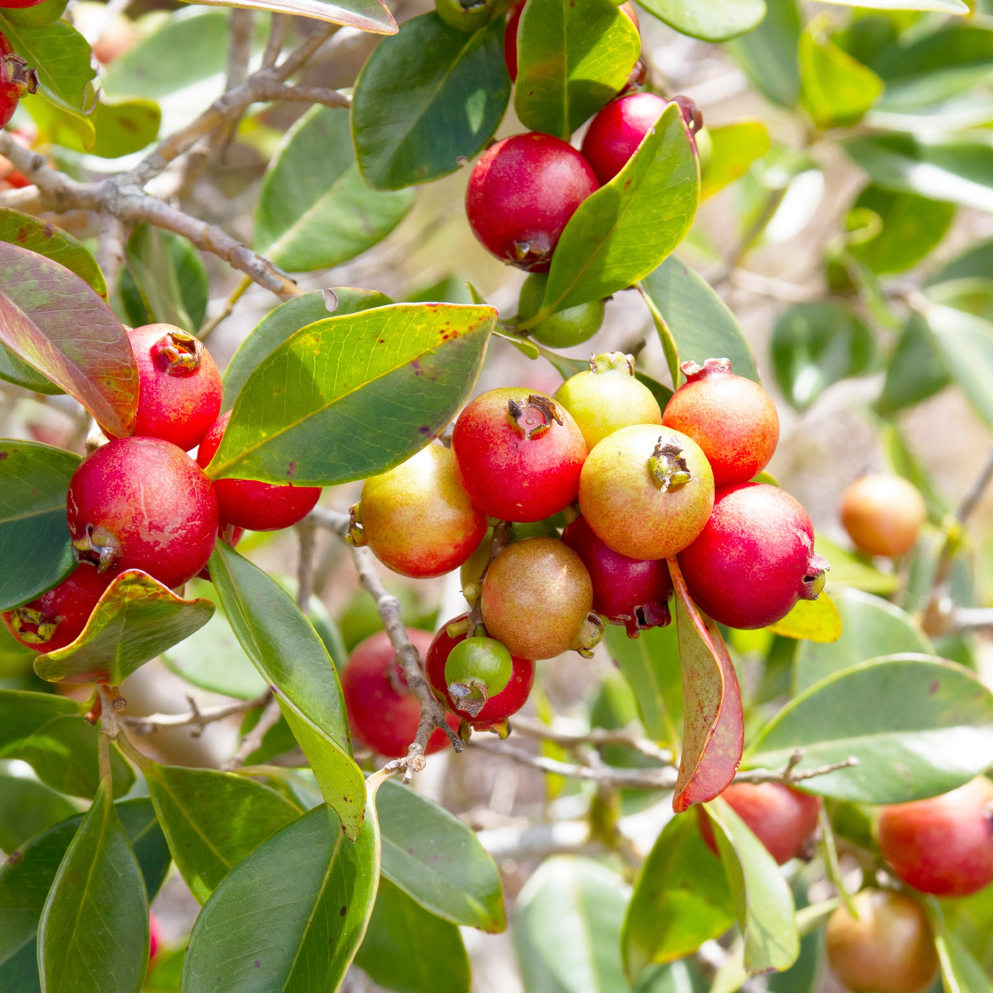 Psidium cattleianum - Goyavier de Chine - Arbres fruitiers