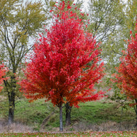 Erable de Freeman Autumn Blaze - Acer freemanii Autumn Blaze - Bakker
