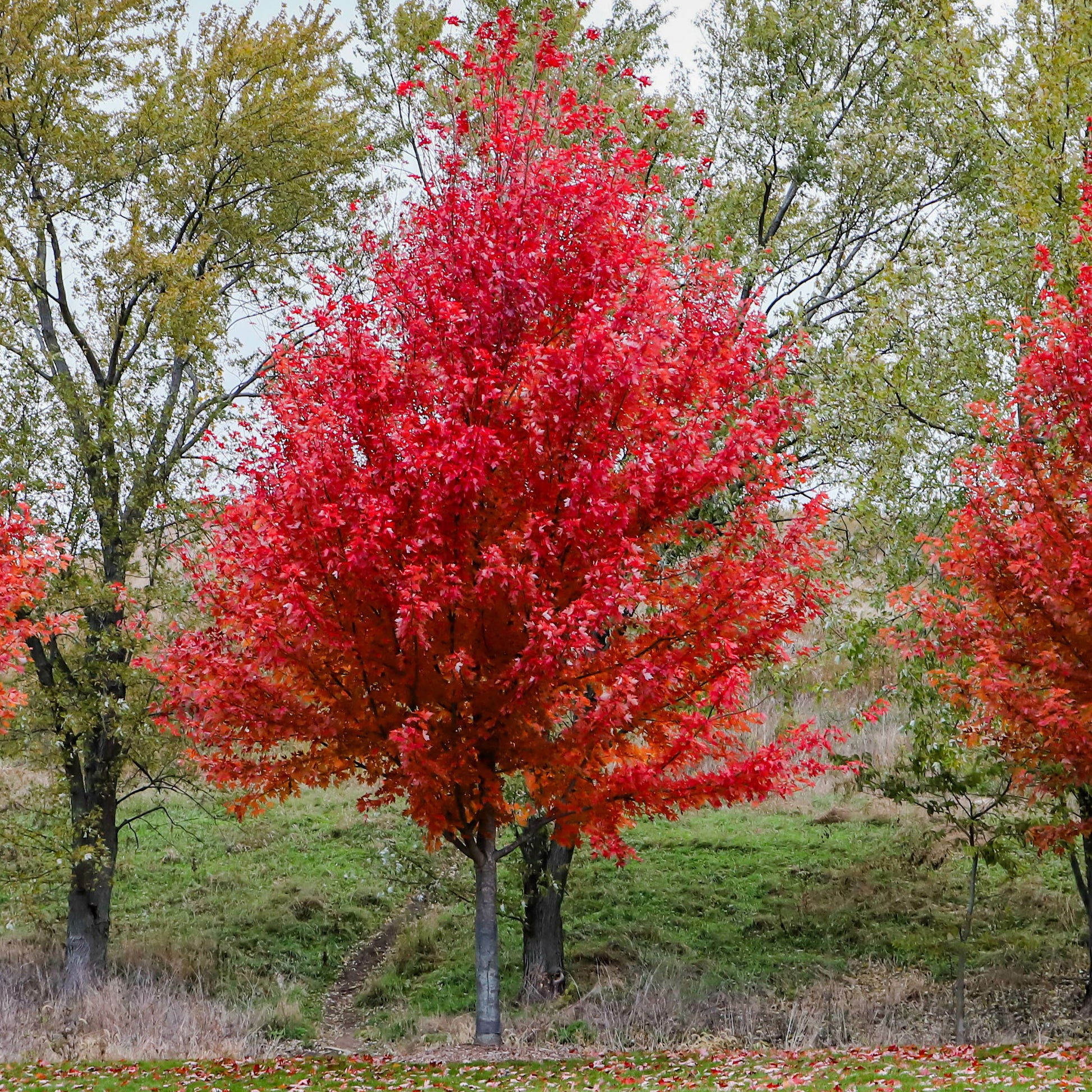 Erable de Freeman Autumn Blaze - Acer freemanii Autumn Blaze - Bakker