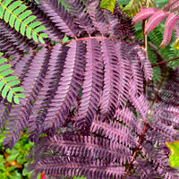 Arbre à soie Summer Chocolate® - Bakker