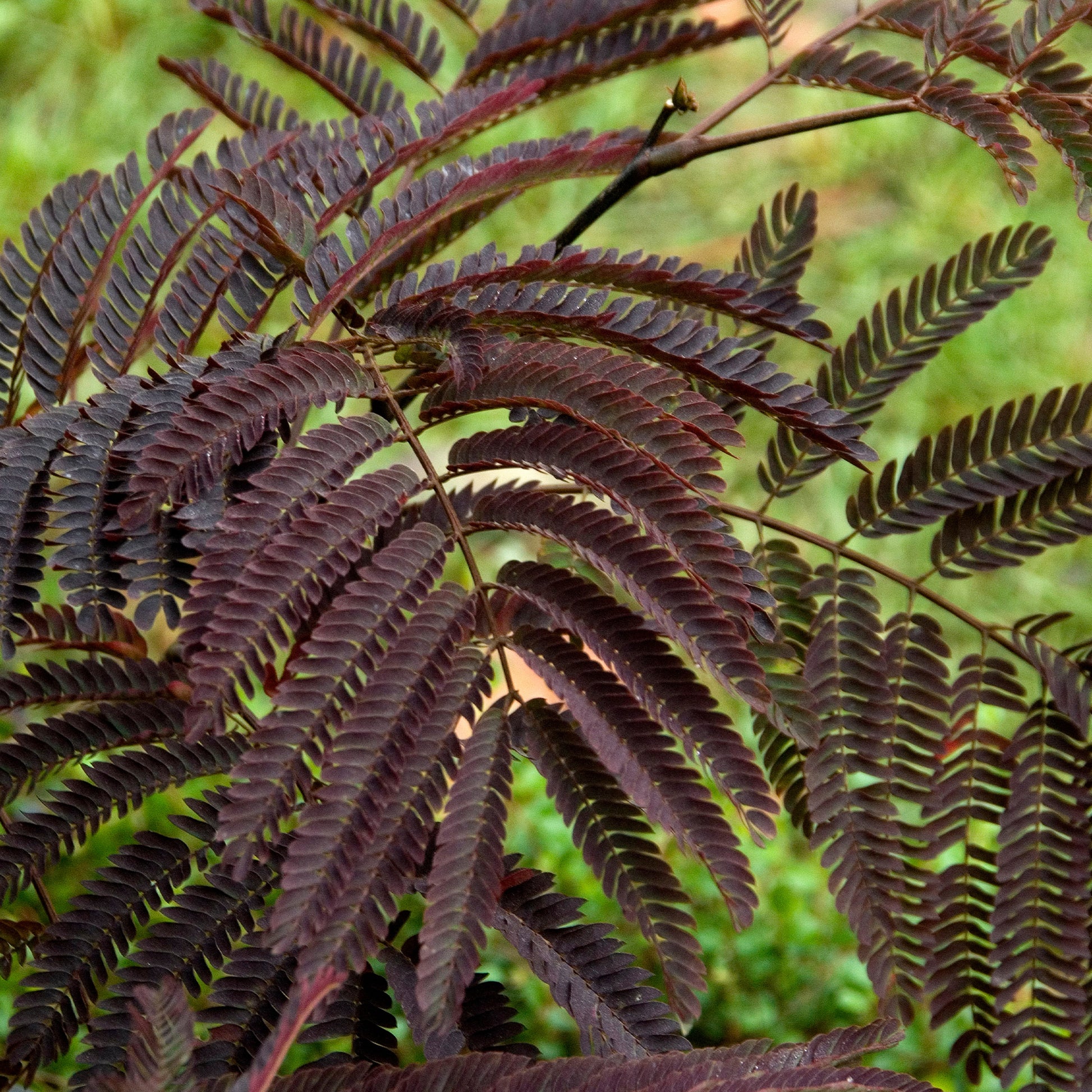 Arbres - Arbre à soie Summer Chocolate® - Albizia julibrissin Summer Chocolate®