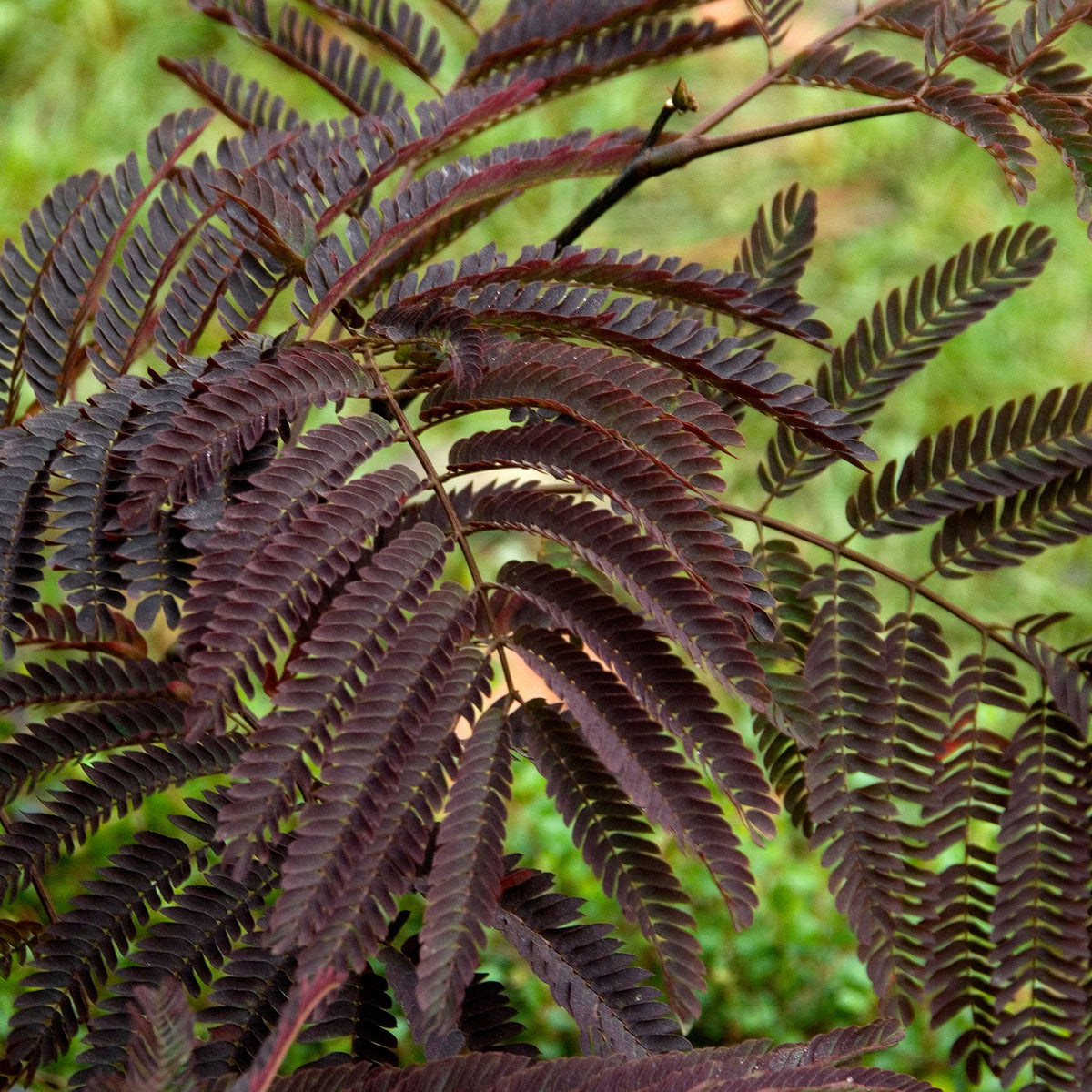 Albizia julibrissin Summer Chocolate® - Arbre à soie Summer Chocolate® - Arbres