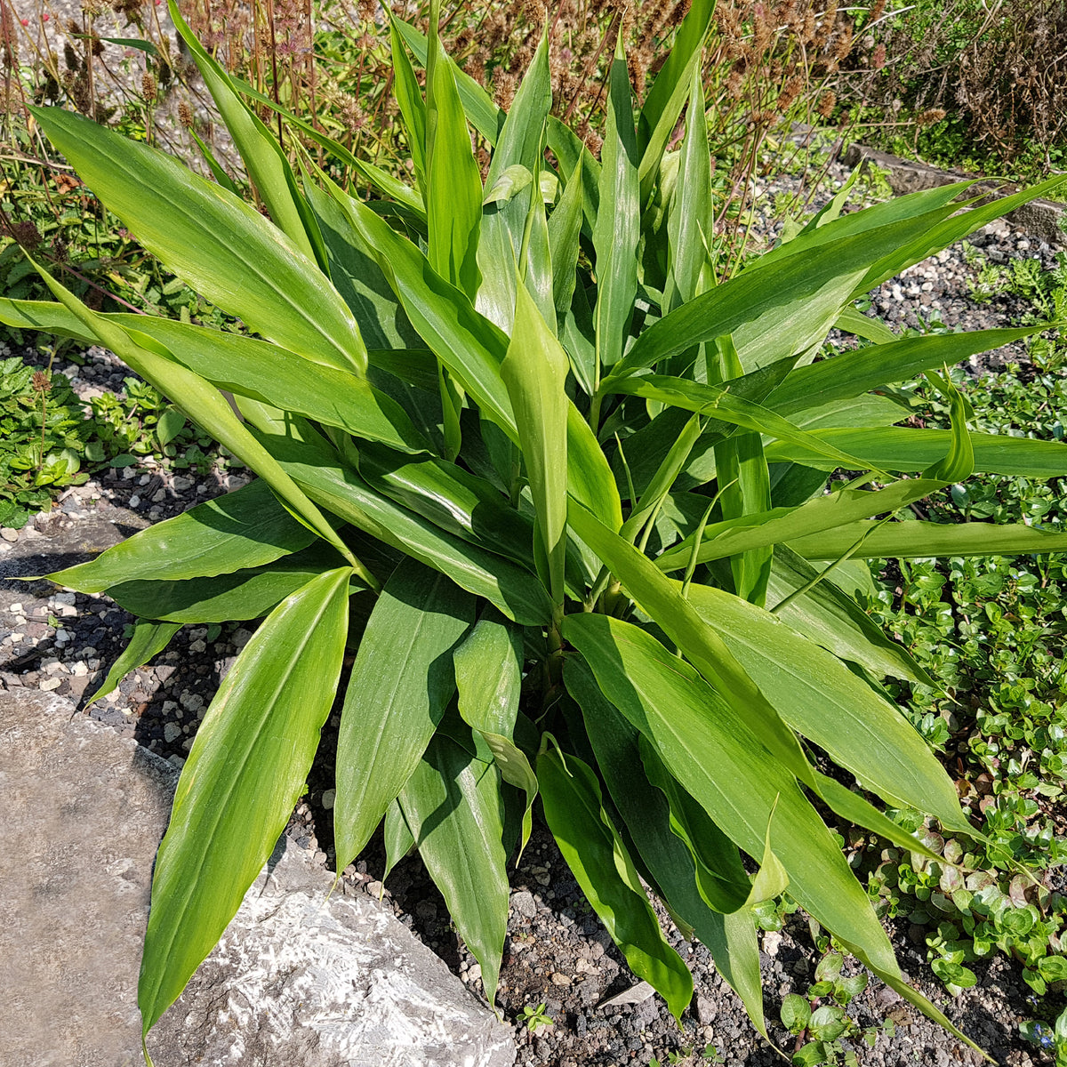 Plants d'aromatiques - Grand galanga - Alpinia galanga