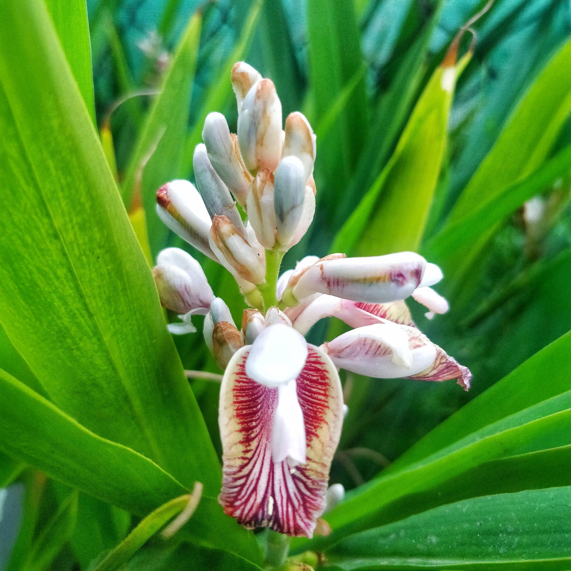 Grand galanga - Alpinia galanga - Bakker