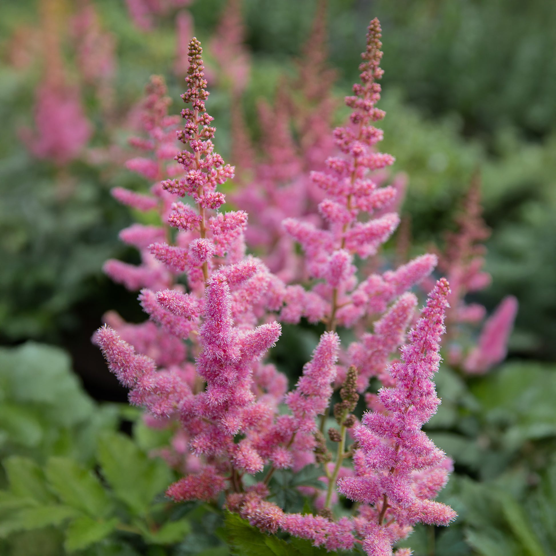 Astilbe  Vision in Pink - Bakker