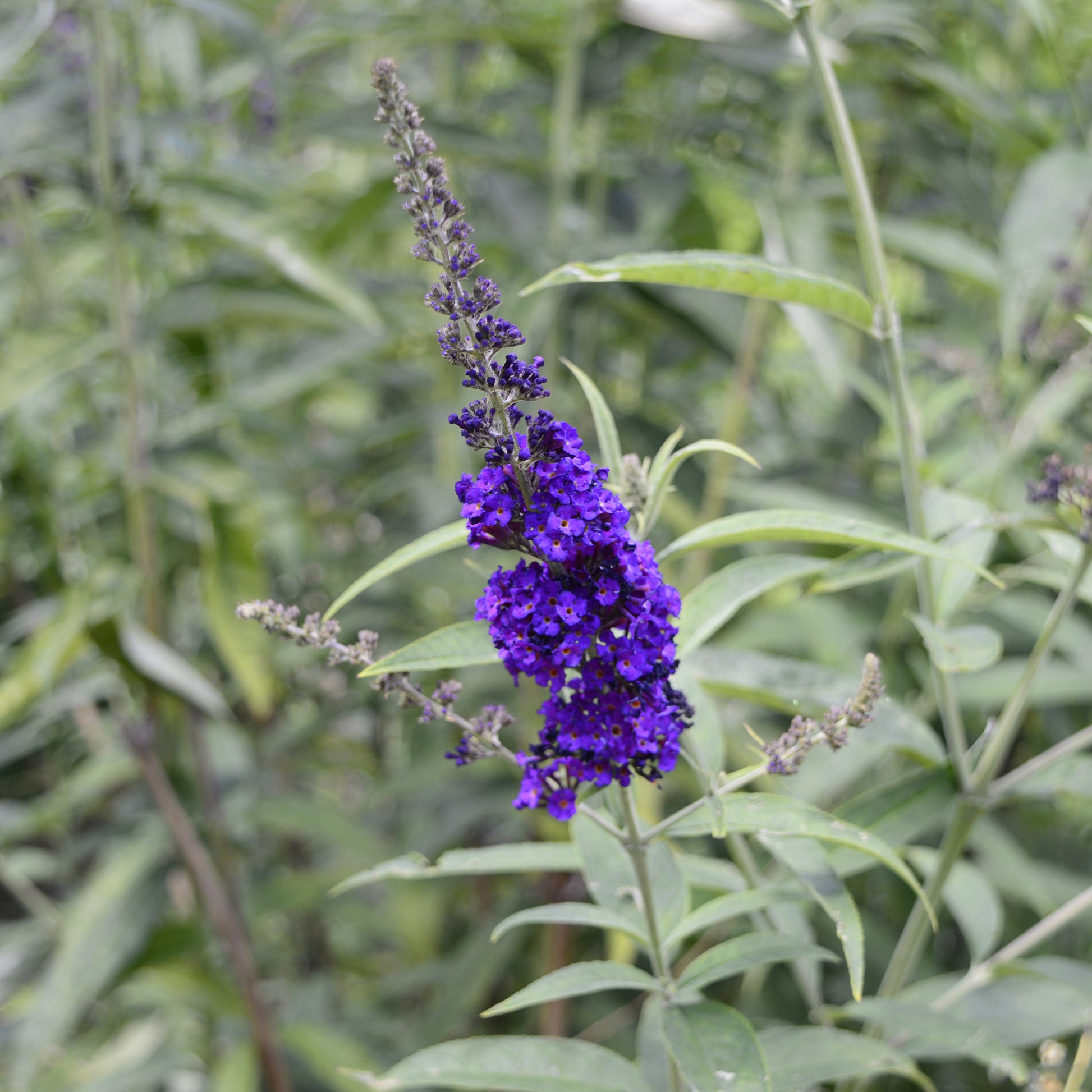 Arbre à papillons - Buddleja - Arbre à papillons Black Knight - Buddleja davidii Black Knight