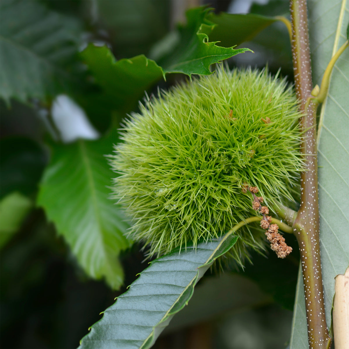 Châtaignier Bouche de Bétizac - Castanea sativa Bouche de Betizac - Bakker