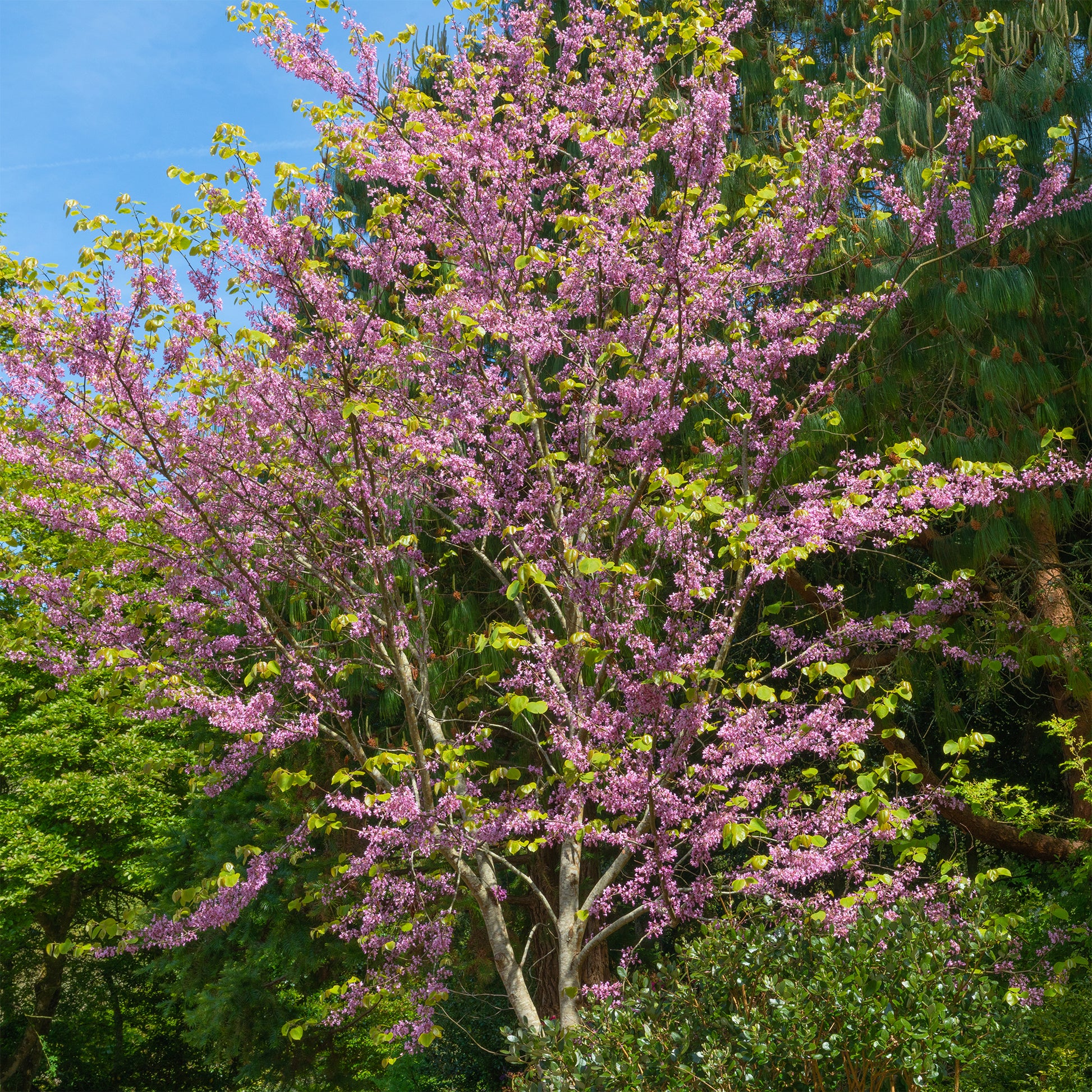 Gainier du Canada - Cercis canadensis - Bakker