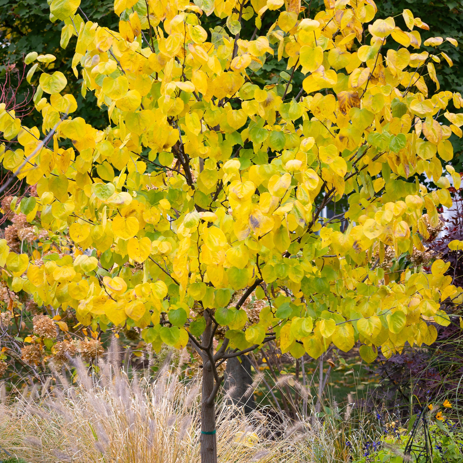 Cercis canadensis - Gainier du Canada - Arbres
