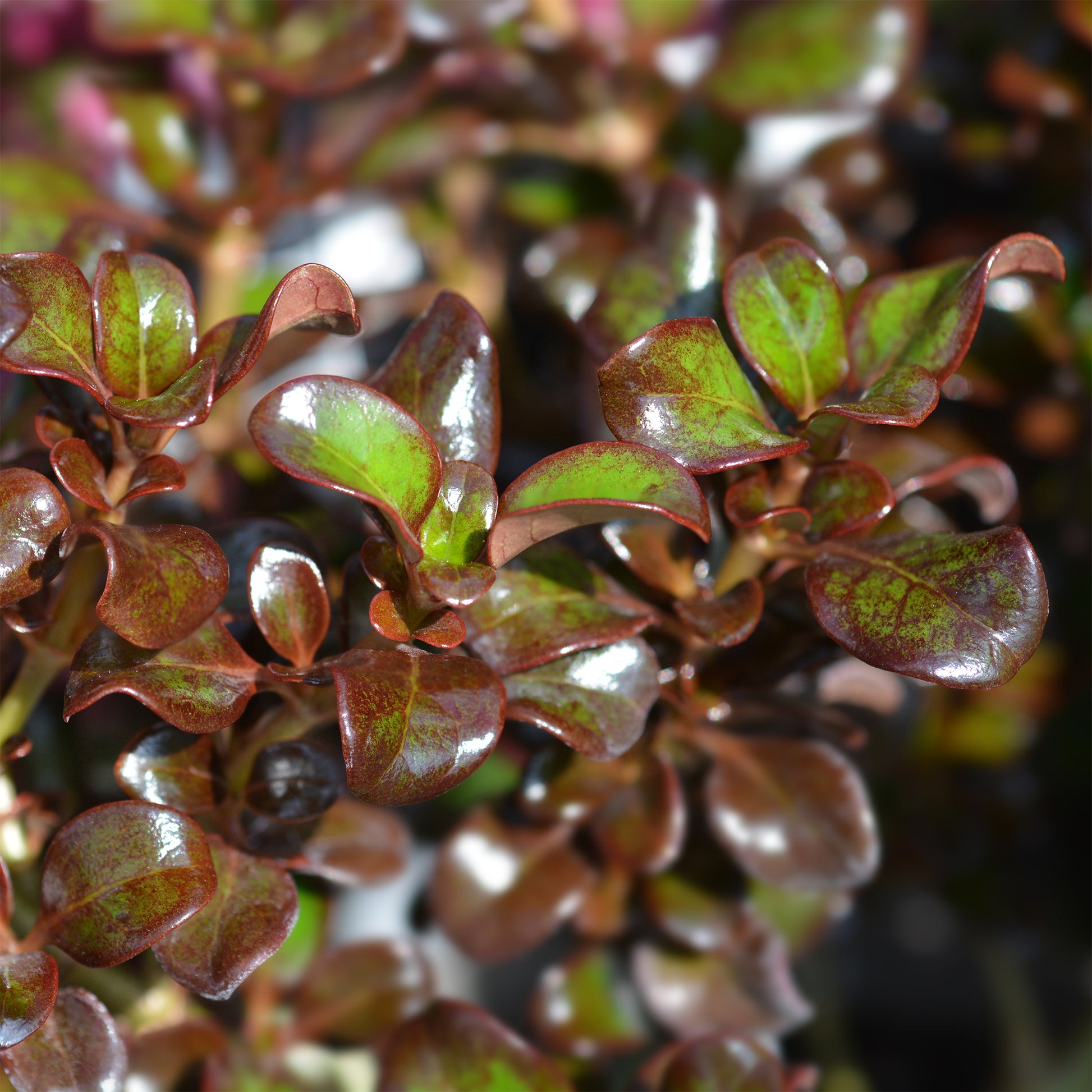 Coprosma Chocolate Soldier - Bakker