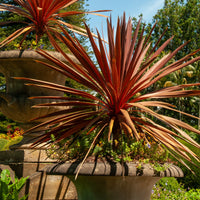 Cordyline australe Red Star - Cordyline australis Red Star - Bakker