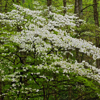 Cornouiller à fleurs de Floride - Cornus florida - Bakker