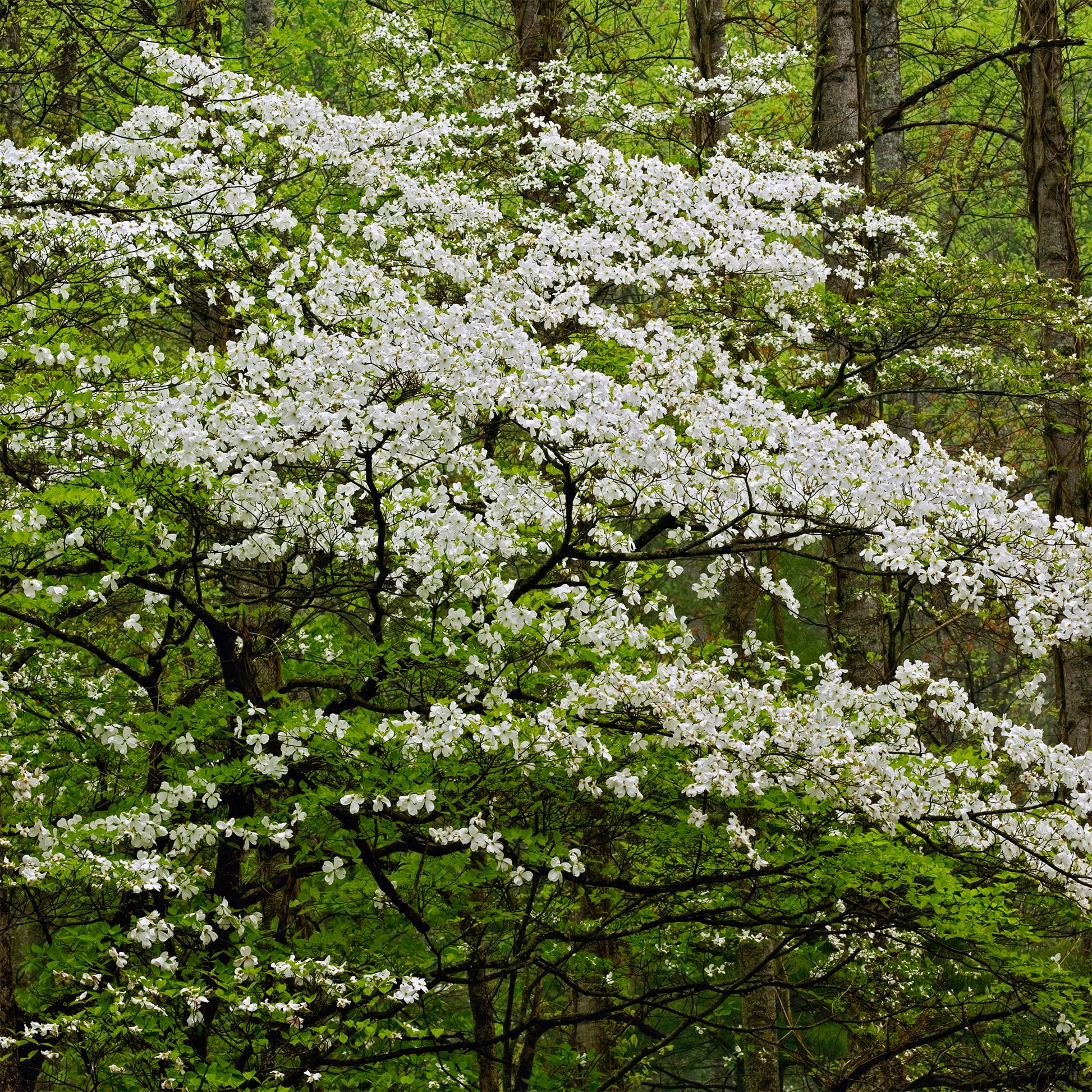 Cornouiller à fleurs de Floride - Cornus florida - Bakker