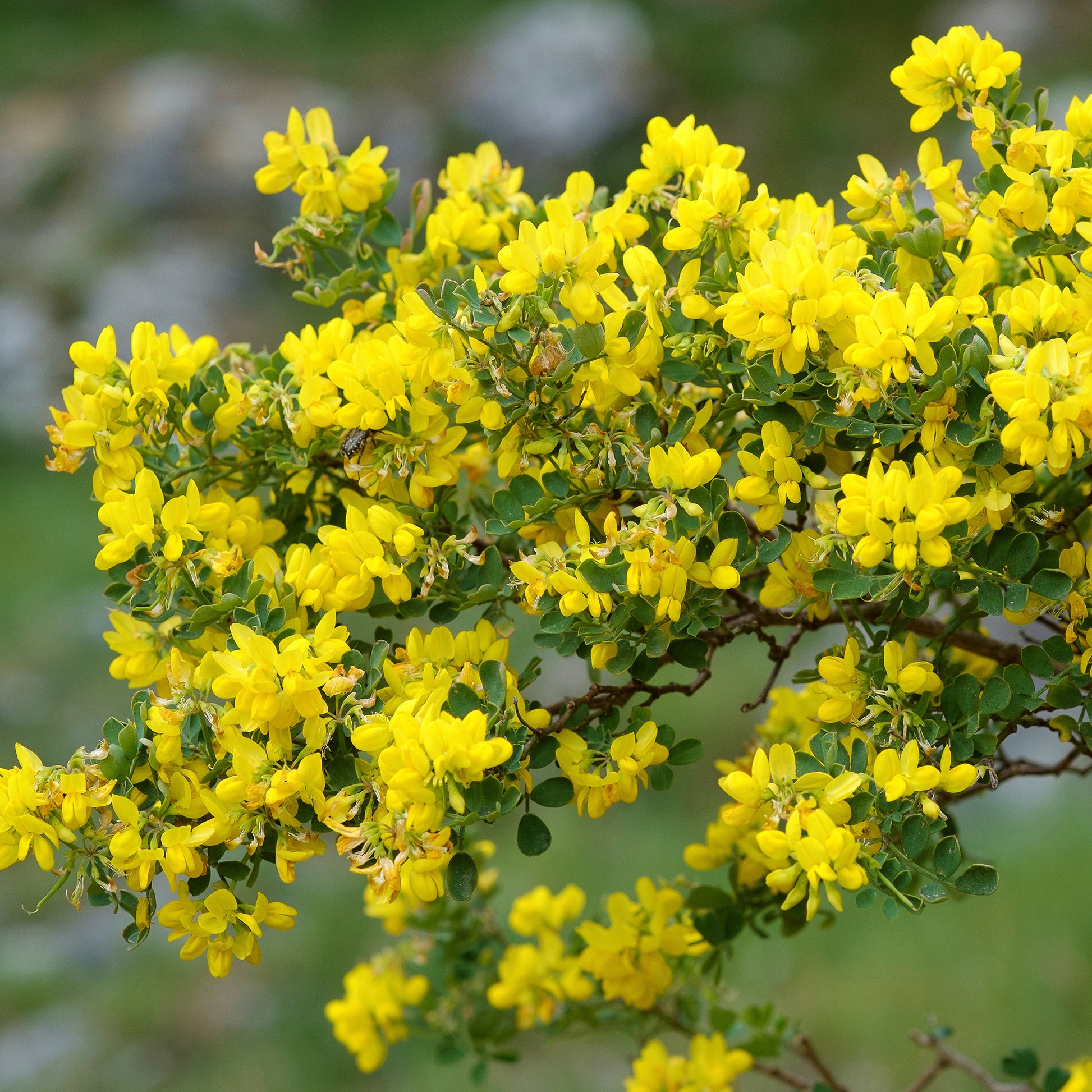 Coronille glauque - Coronilla valentina glauca - Bakker