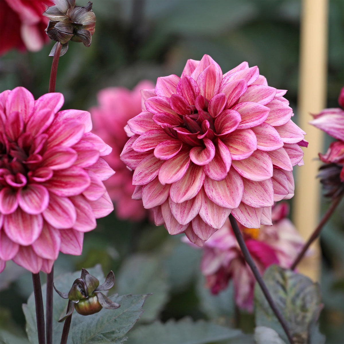 Dahlia Night Silence - Dahlia décoratif Night Silence - Bulbes de Dahlia