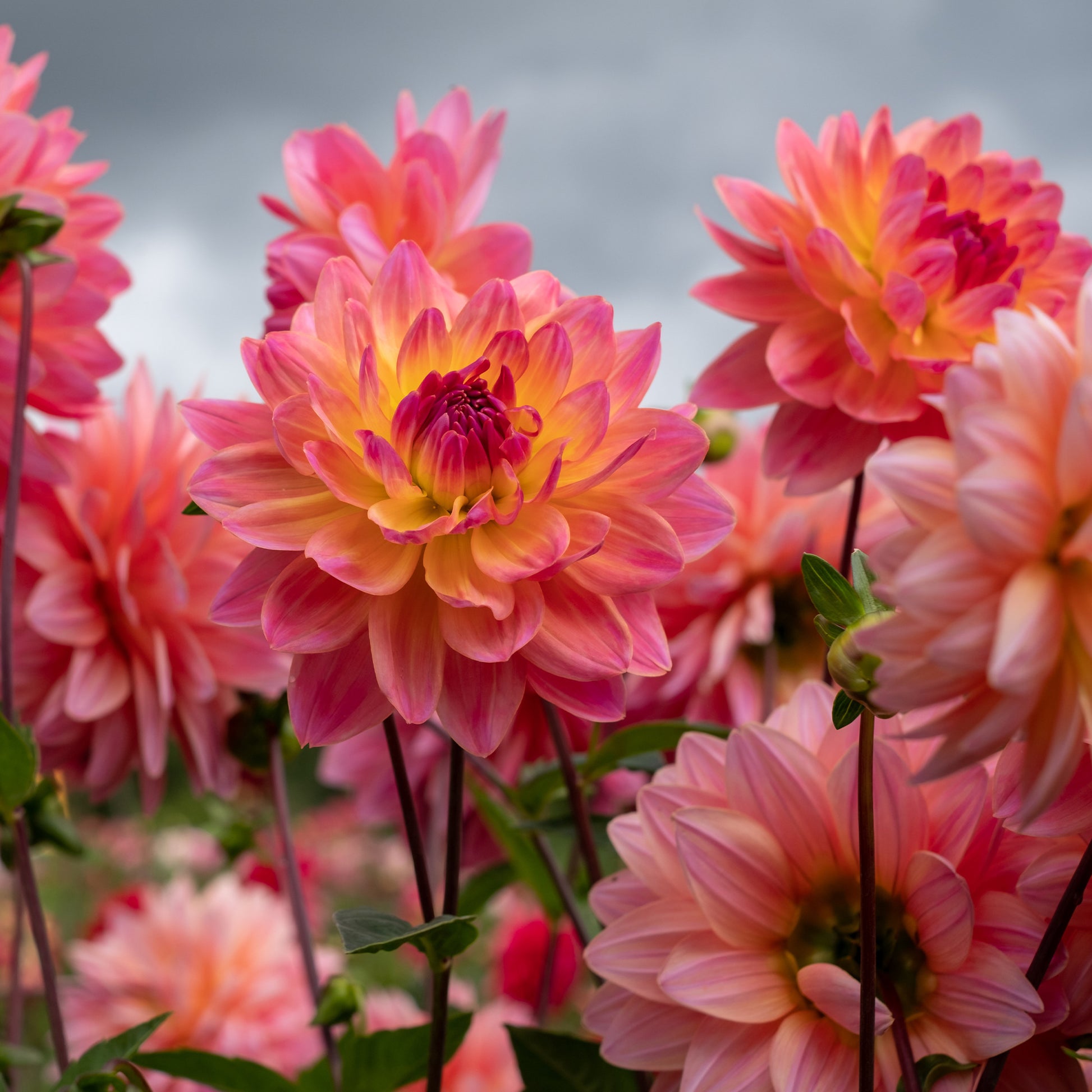 Dahlia Twiggy - Dahlia Twiggy - 