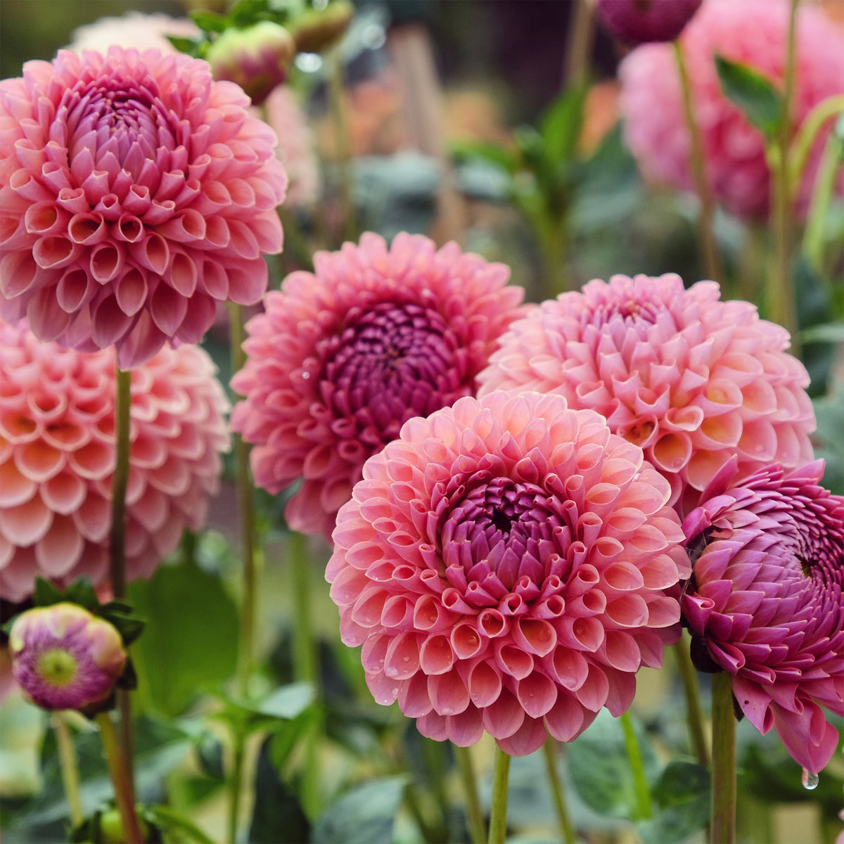 Dahlia ball Jowey Winnie - Bakker