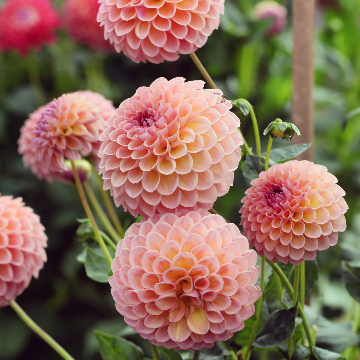 Dahlia ball Jowey Winnie - Dahlia Jowey Winnie - Bakker