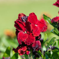 Giroflée Colour Vibe Red® - Erysimum Colour Vibe Red ® - Bakker