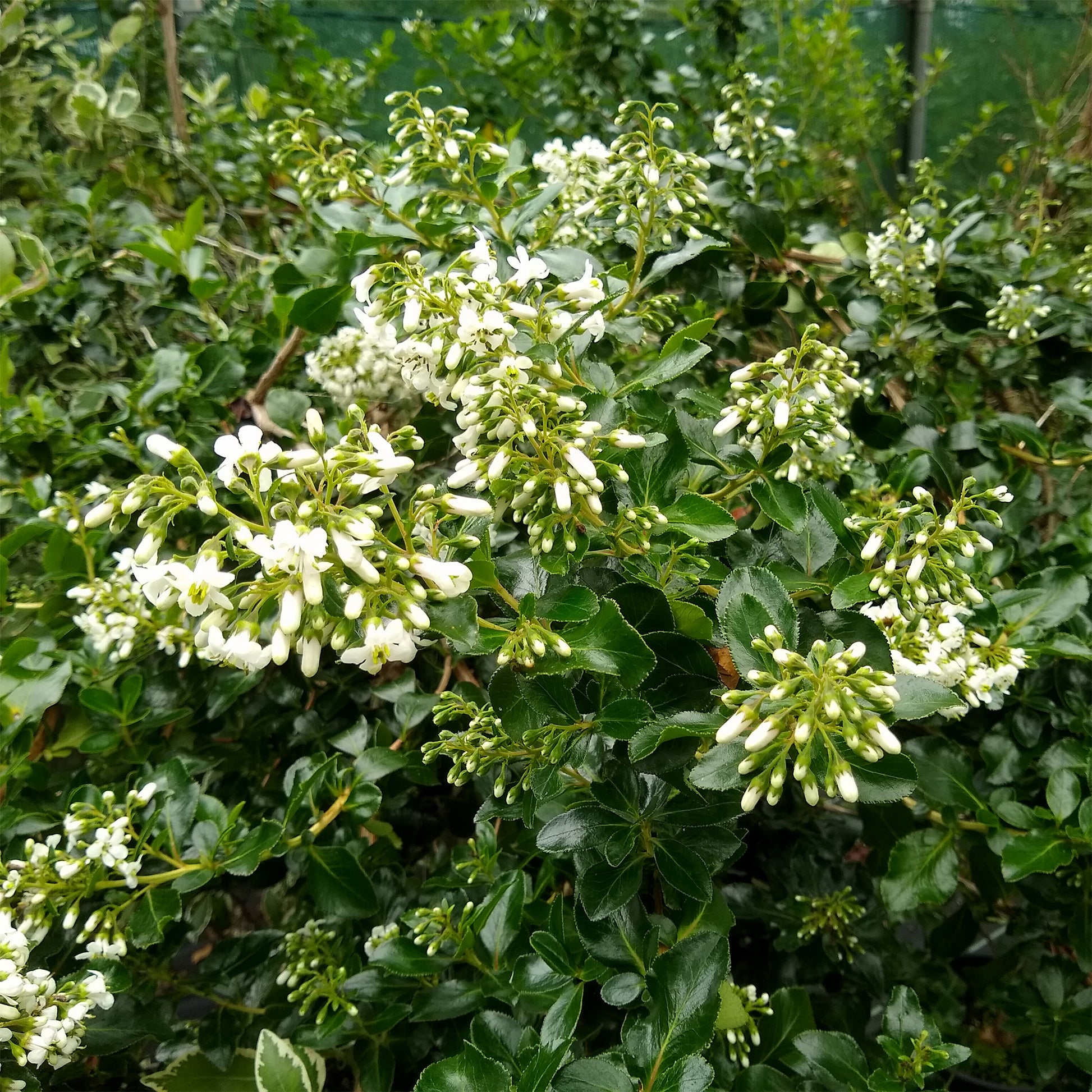 Escallonia Iveyi - Escalonia Iveyi blanc - Escallonia