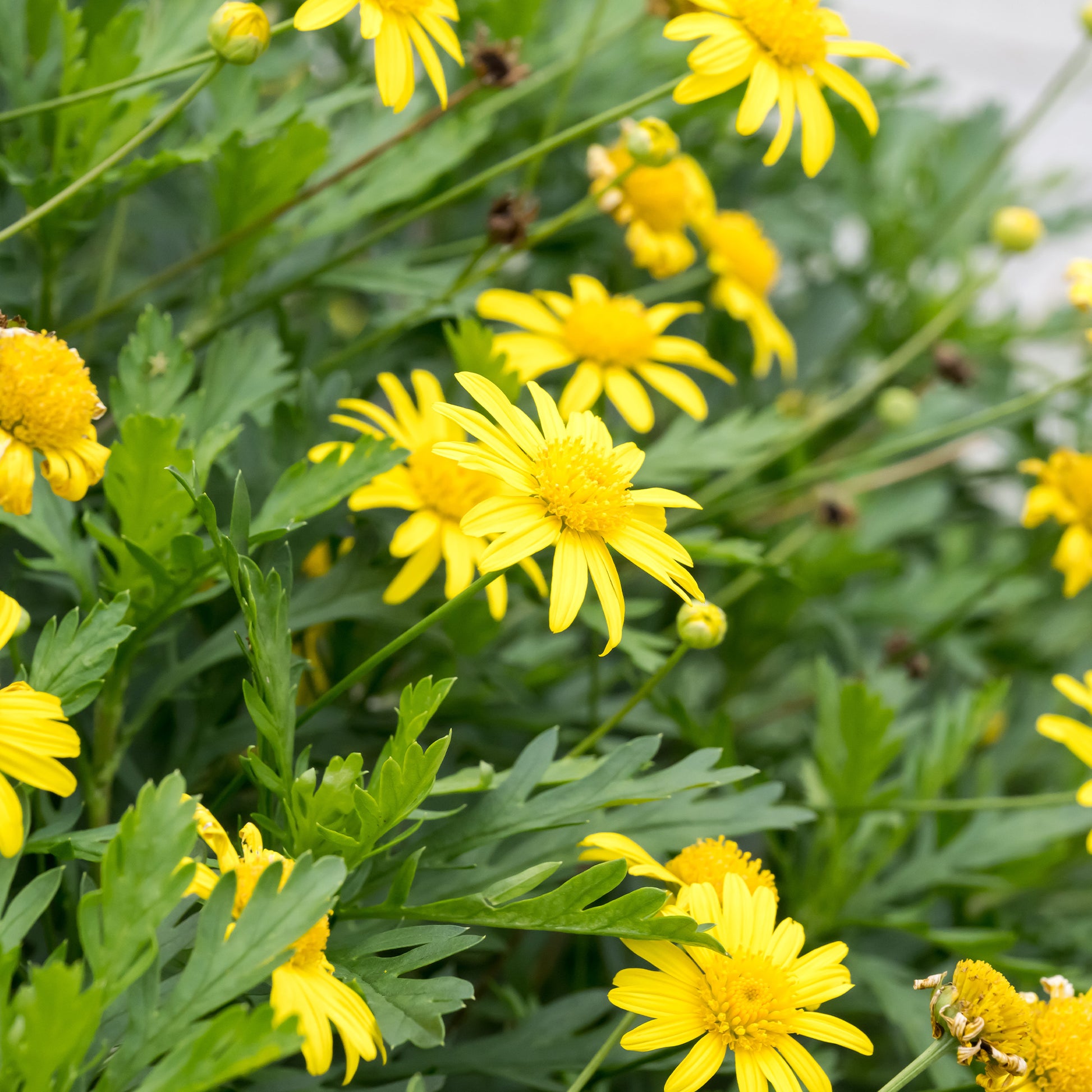 Marguerite de la savane - Euryops - Euryops chrysanthemoides - Bakker