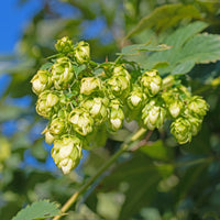 Houblon femelle Prima Donna ® - Humulus lupulus Prima Donna ® - Bakker