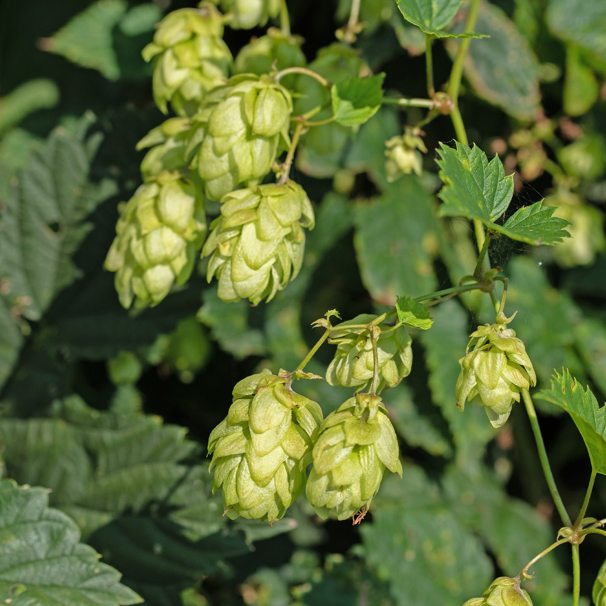 Houblon femelle Prima Donna ® - Bakker